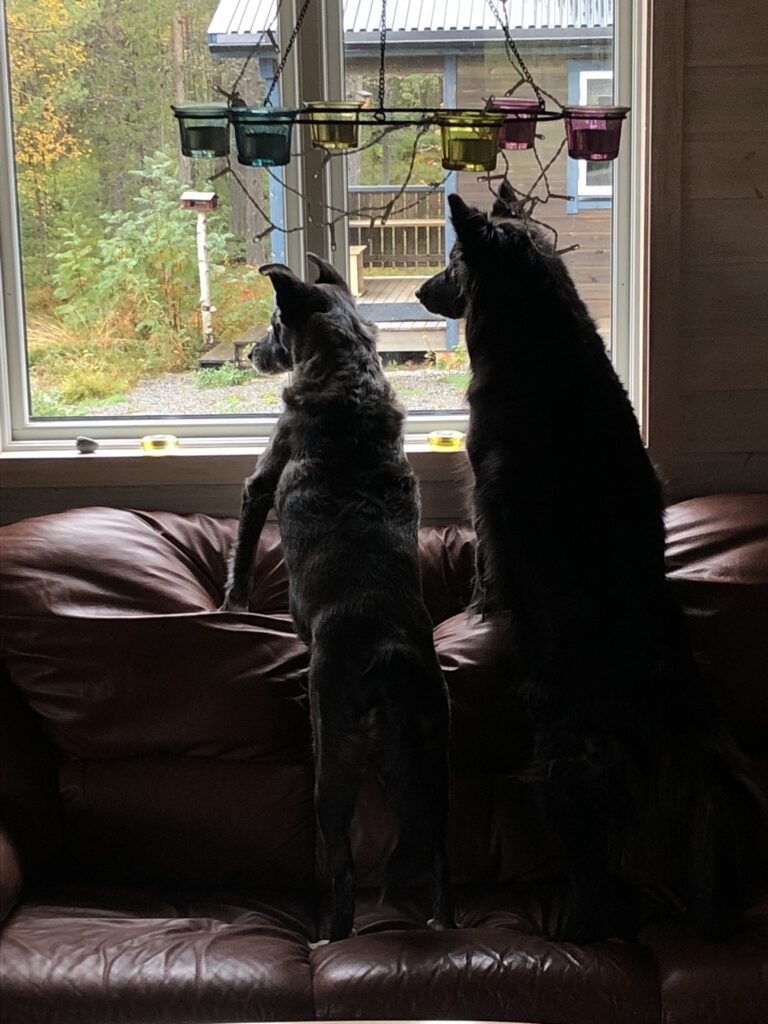 Misty und Trolla am Fenster - Lage checken