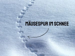 Mann oder Maus - Mäusespur im Schnee