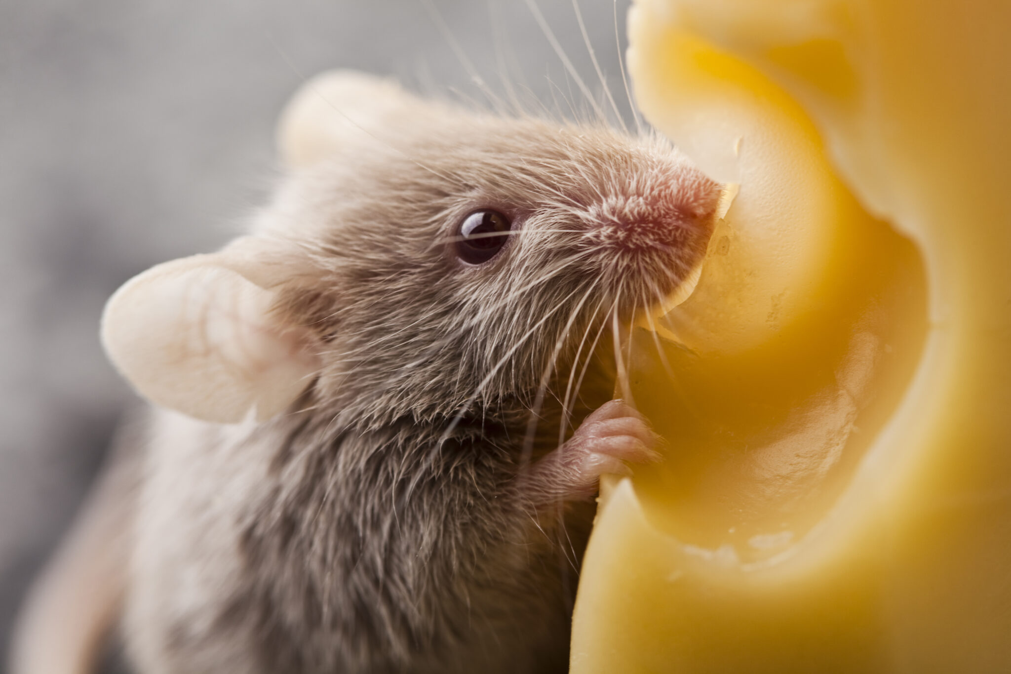 Mann oder Maus - Foto von Maus mit Käse