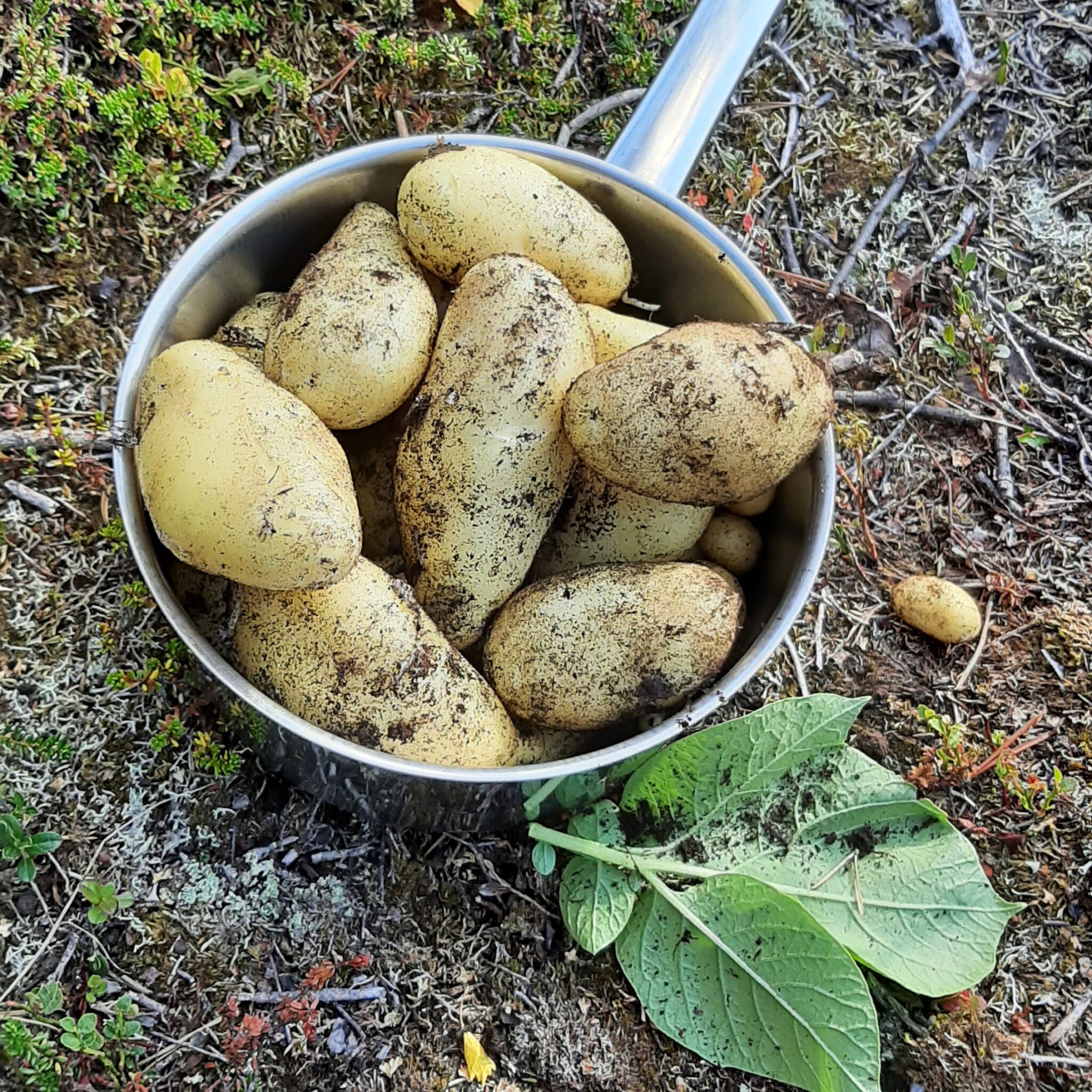 Kartoffeln aus eigener Ernte im Topf