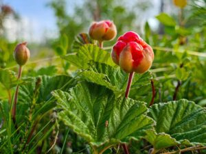 Noch unreife Moltebeere (Hjortron)