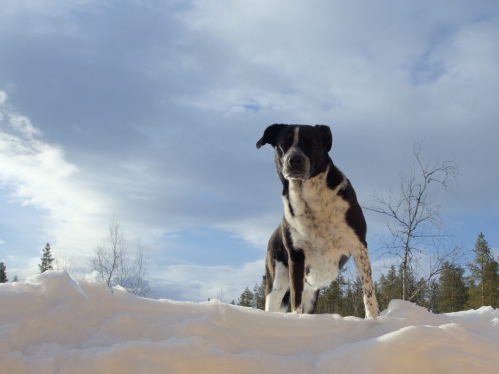 Unsere Hündin Norr - Über uns