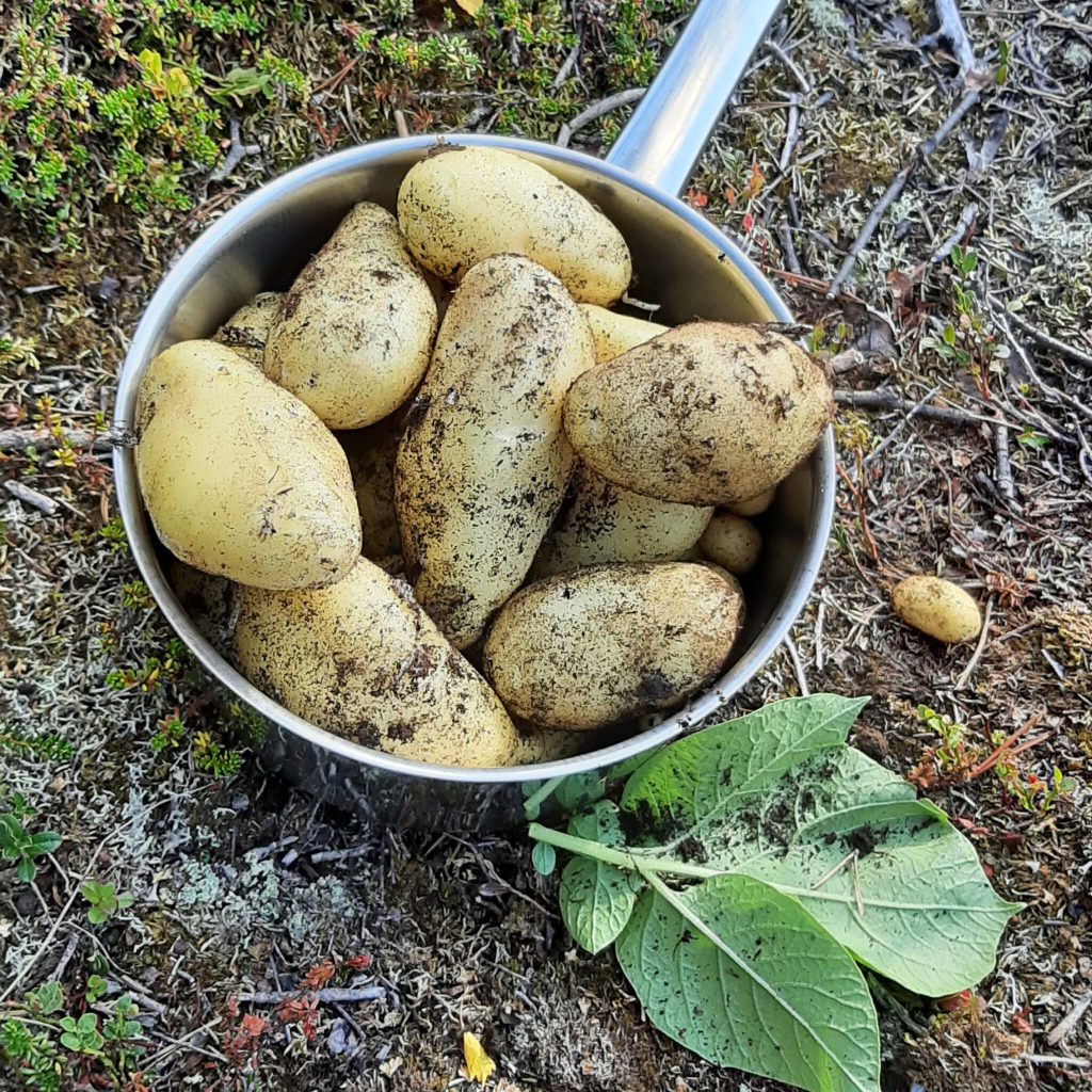 Kartoffeln aus dem Nutzgarten